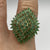 Zambian Emerald 4.5ct Marquise Ornate Cluster Ring 9ct Yellow Gold -Size N 1/2